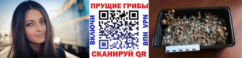 Псилоцибиновые грибы Psilocybe Купить Нерехта